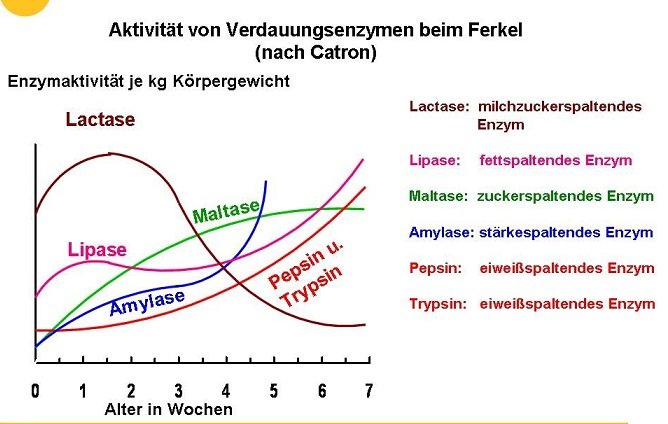 Einfluss der Fütterung auf den Ferkeldurchfall