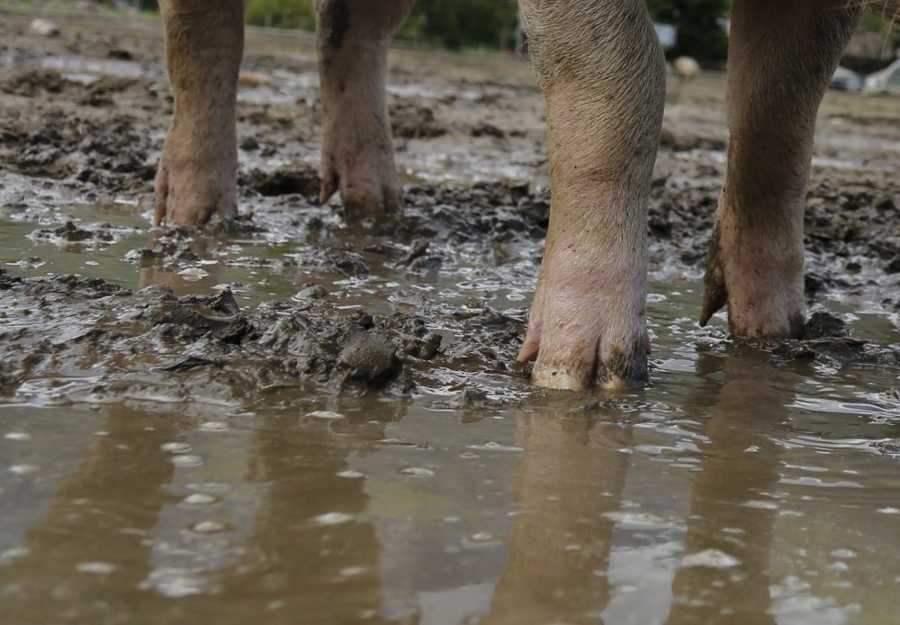 Lahme Schweine bringen weniger Leistung