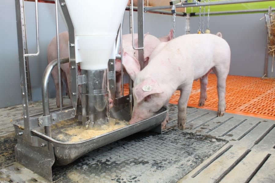 Schweine Stickstoffeffizienz füttern