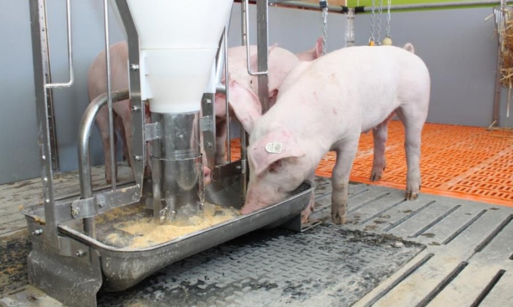 Schweine - Optimix AG